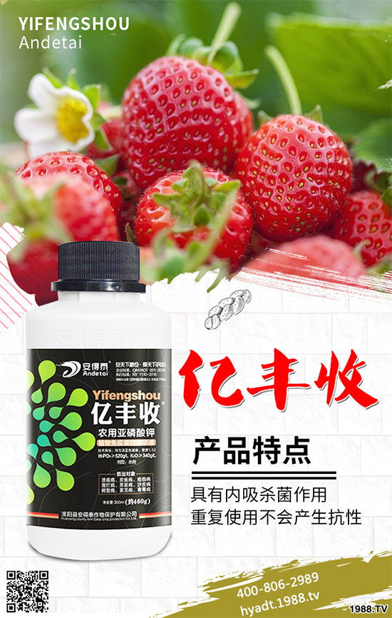 香菜如何施肥產(chǎn)量更高？秋茬香蔥高產(chǎn)施肥方案