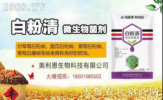 �׷۲�������(f��)�y�p���� ӛס�@��(g��)ˎ����Ч���ΰ׷۲����P����