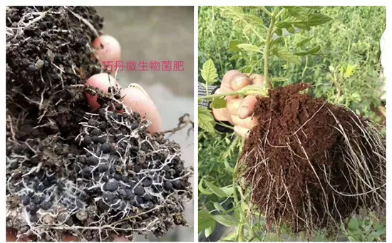 ��΢�������+�ЙC(j��)�ʡ�Ч��ţ����ʩһ������飬ʡ���ָ߮a(ch��n)��