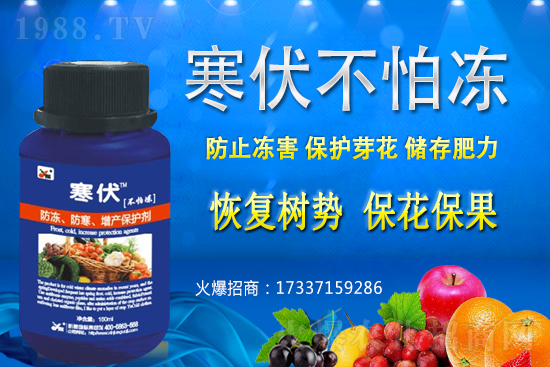 小麥凍害發(fā)生后該怎么辦？補救措施有哪些？小麥凍害和藥害如何區(qū)分？