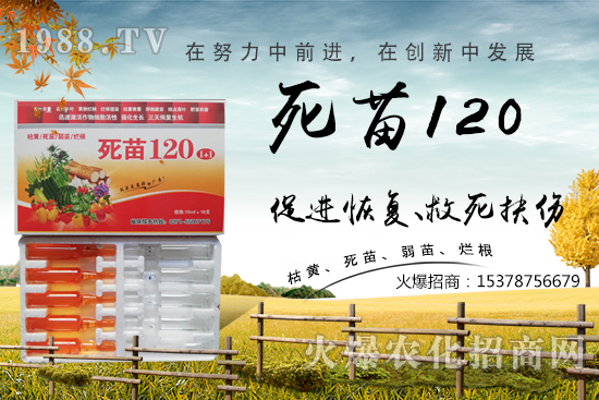  �߲˷Nֲ���L(zh��ng)���������������砀�����W(xu��)��(hu��)�@Щ�������߲����砀�������£�