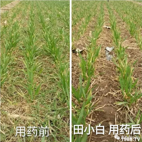 ��(ji��)��(ji��)��Σ����(y��n)����ô������ʲôˎ��Ч������