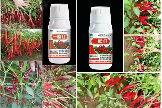 ���t�����95%���߼t�����~�����뷭�׷�����������һ���t��