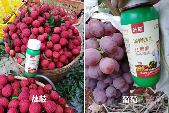 �t���ء�ֻ���D(zhu��n)ɫ�������D(zhu��n)ɫ���������߼t���ó���