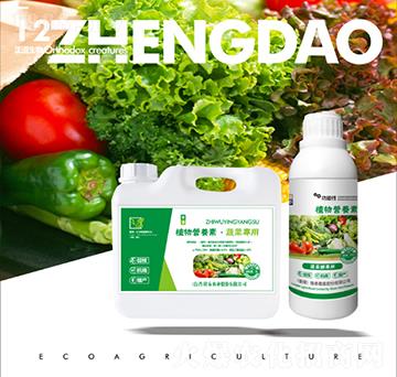 �߲ˌ�(zhu��n)��ֲ��I(y��ng)�B(y��ng)��-��������